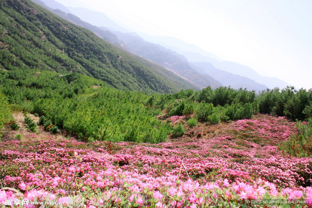 禄劝马鹿塘杜鹃花