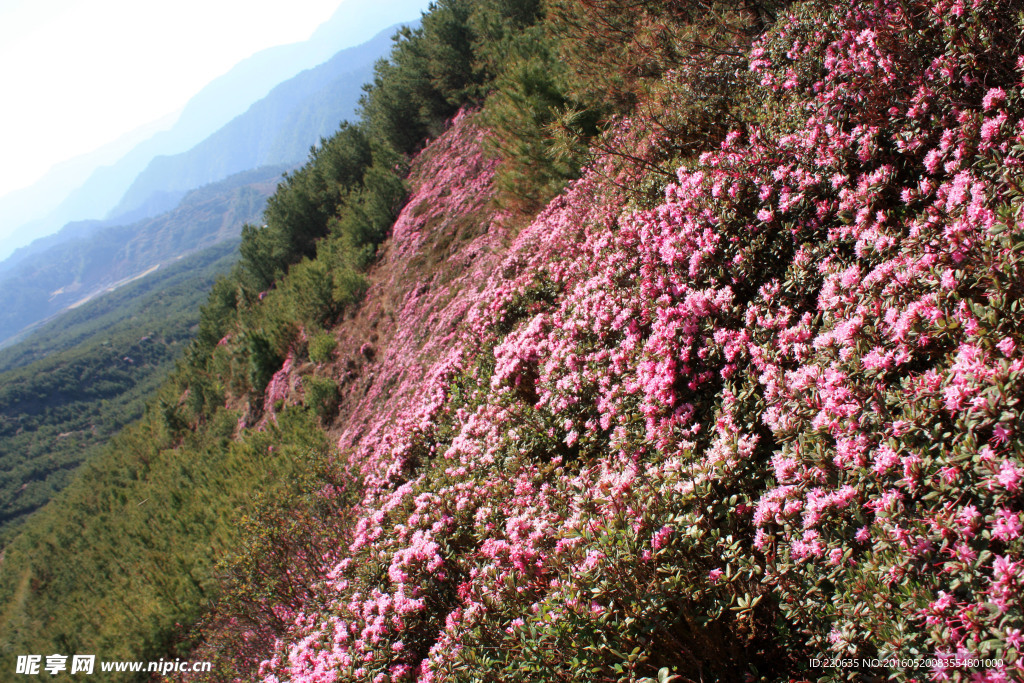 禄劝马鹿塘杜鹃花