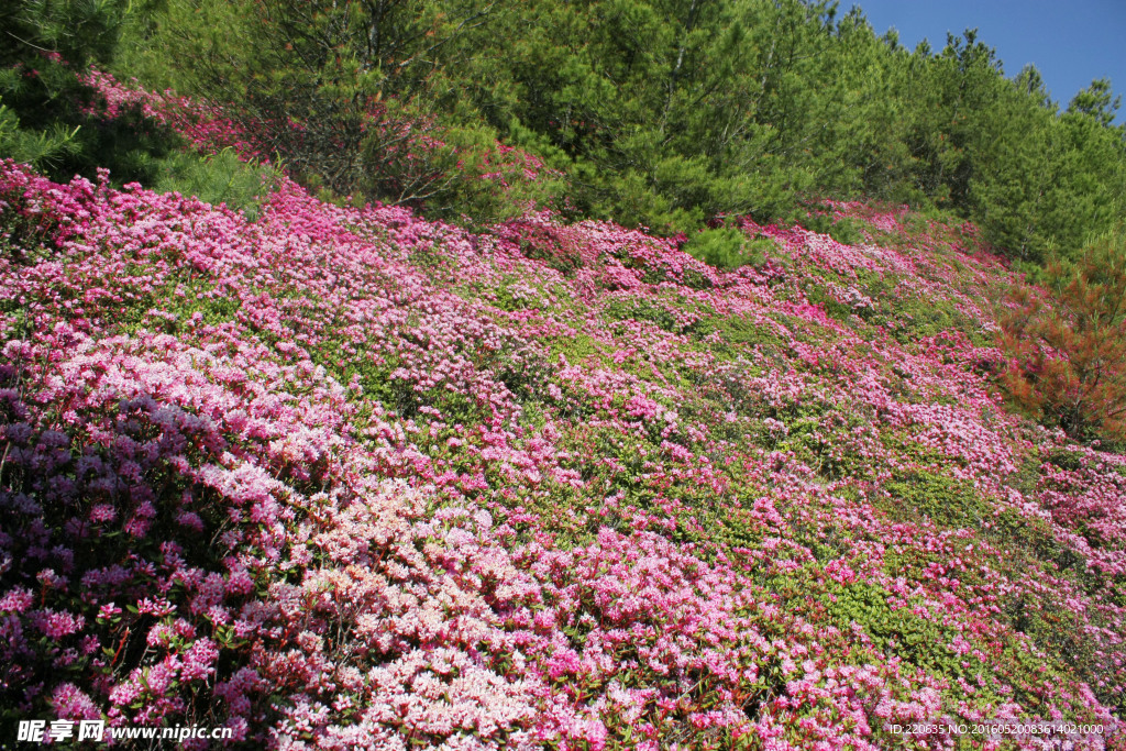 禄劝马鹿塘杜鹃花