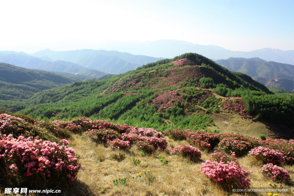 禄劝马鹿塘杜鹃花