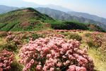 禄劝马鹿塘杜鹃花