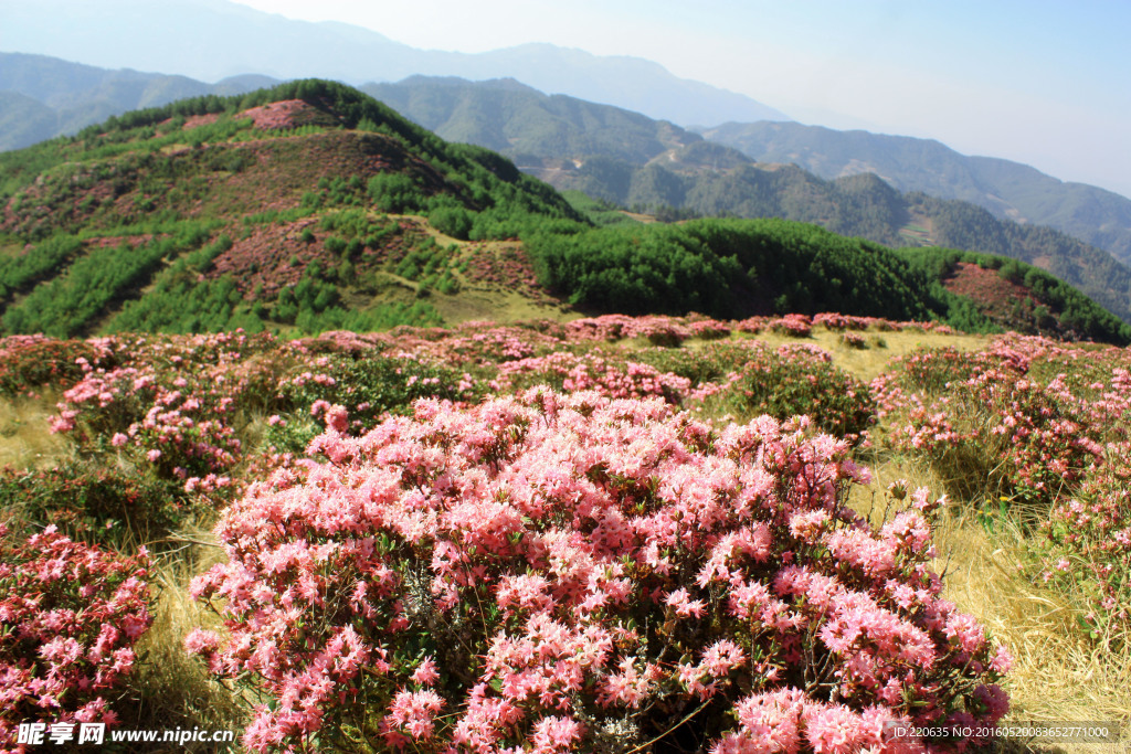 禄劝马鹿塘杜鹃花