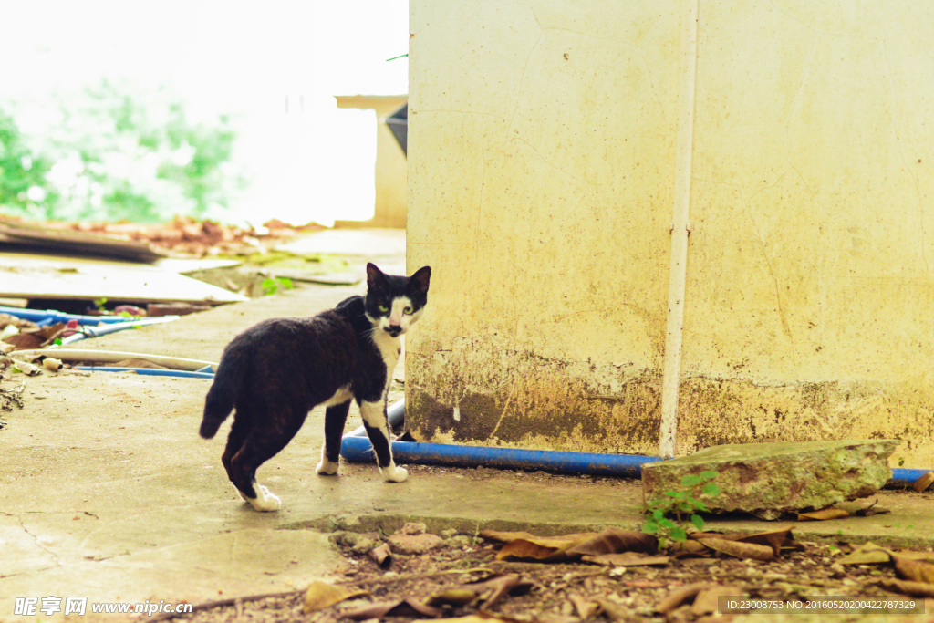 狂野小野猫