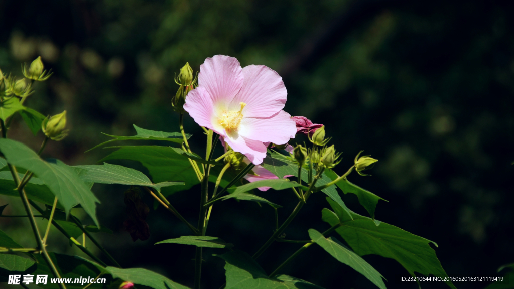 芙蓉花