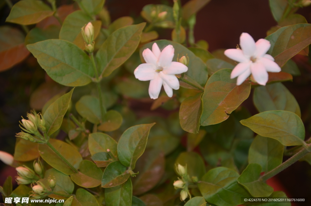 茉莉花
