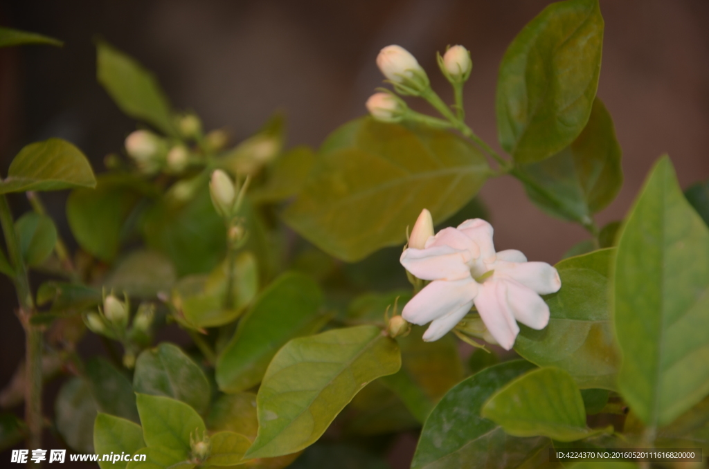 茉莉花