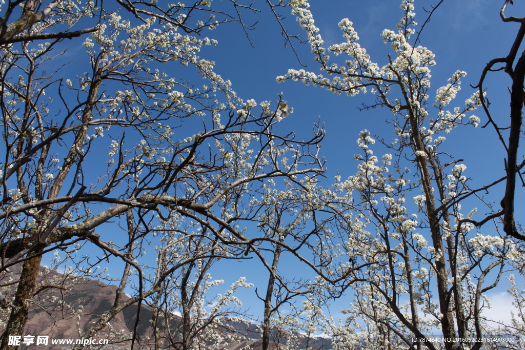 梨花山谷