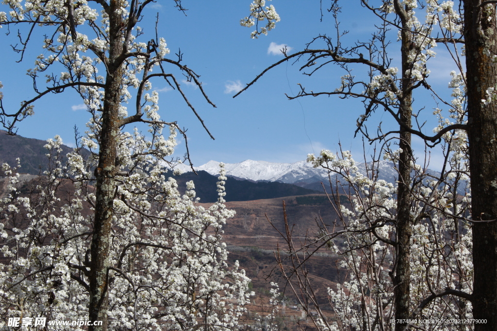 梨花山谷