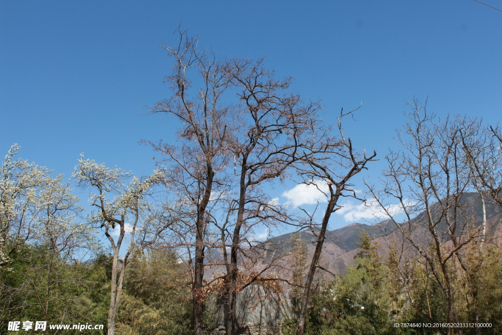 梨花山谷