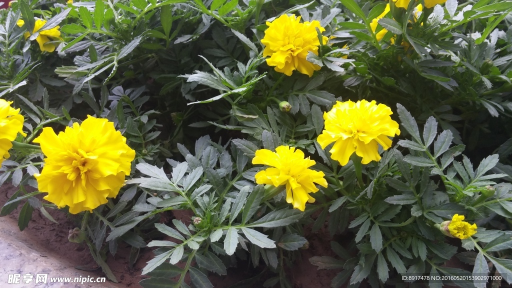 小黄花