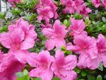 杜鹃花