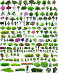 150种树木psd素材园林