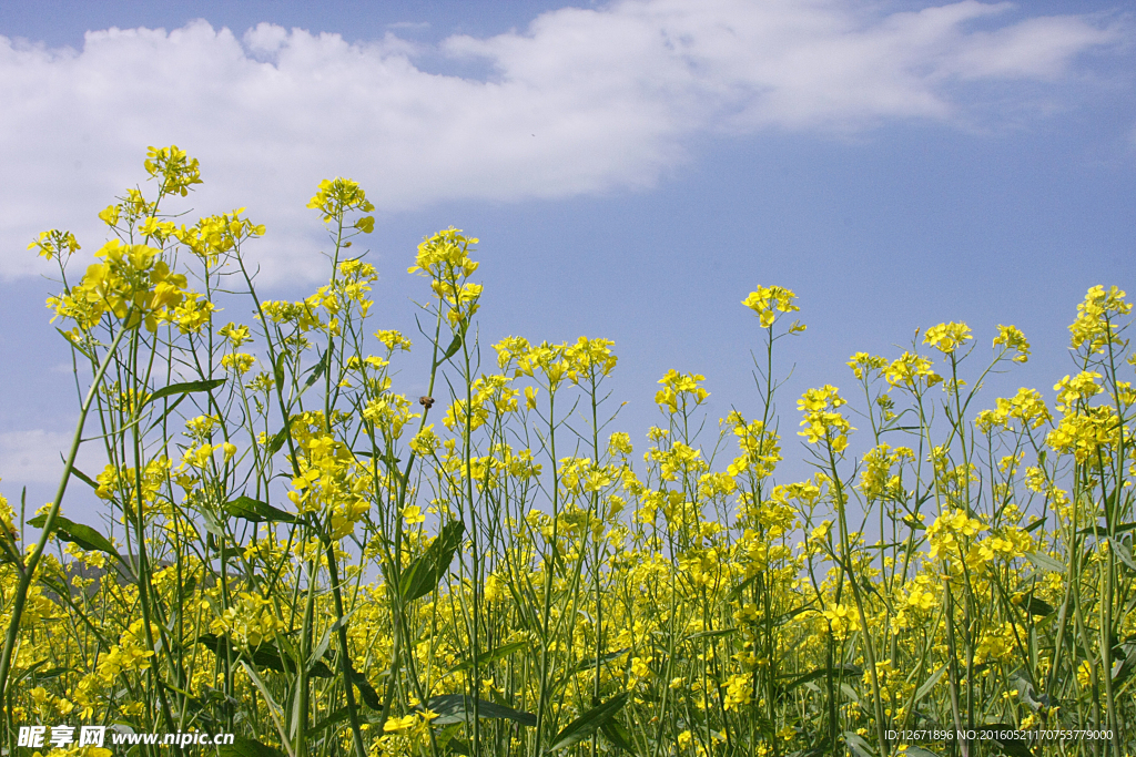 油菜花
