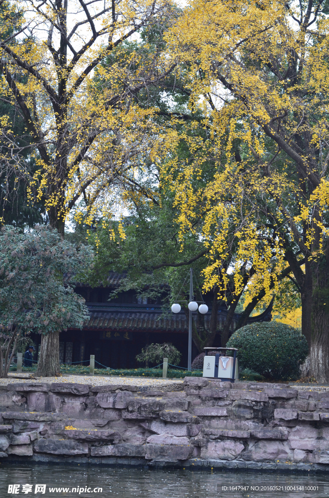 中山公园古银杏