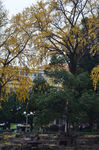 中山公园古银杏