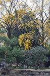 中山公园古银杏