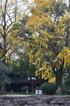 中山公园古银杏