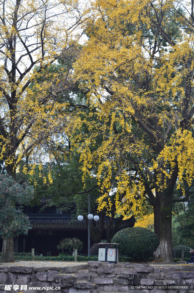 中山公园古银杏