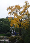 中山公园古银杏
