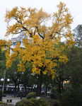 中山公园古银杏