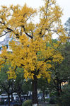 中山公园古银杏