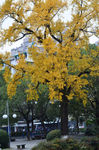 中山公园古银杏