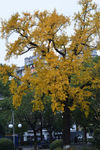 中山公园古银杏