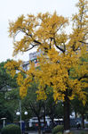 中山公园古银杏