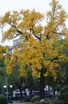 中山公园古银杏