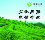 华莱健黑茶
