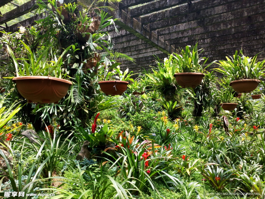 深圳仙湖植物园