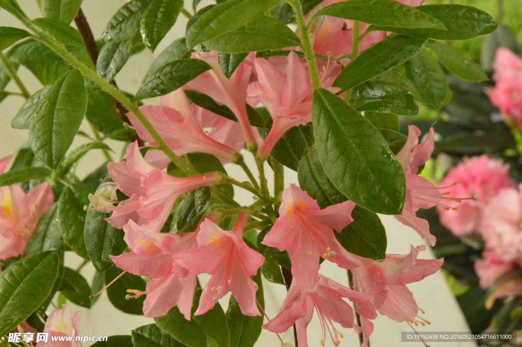 雨露杜鹃花