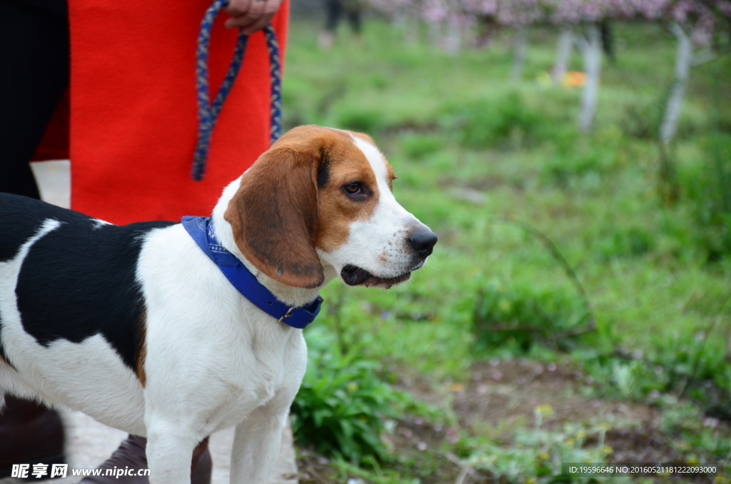 比格犬