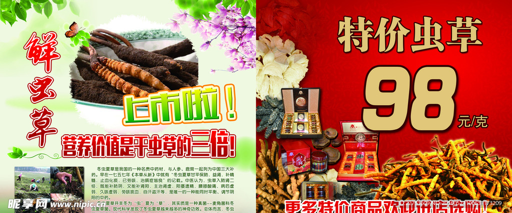 鲜虫草上市海报