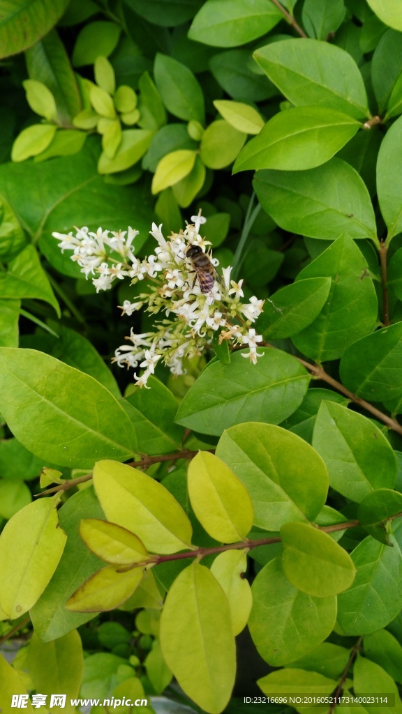 蜜蜂采花