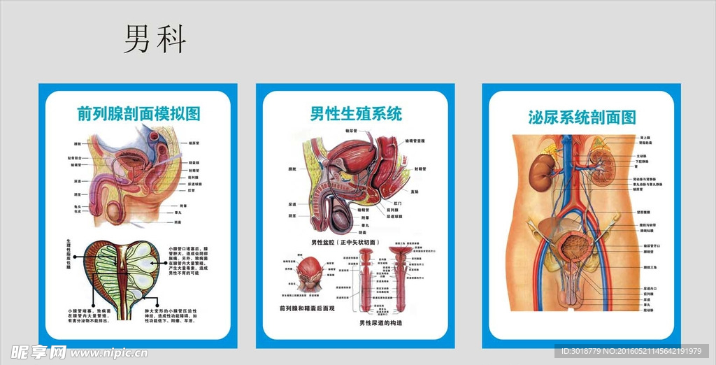 男科挂画