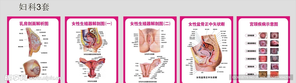 妇科挂画