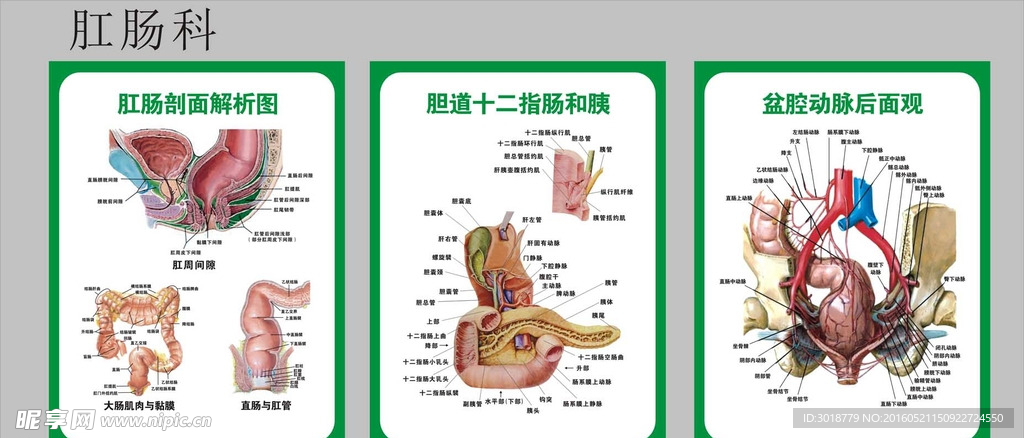 肛肠科