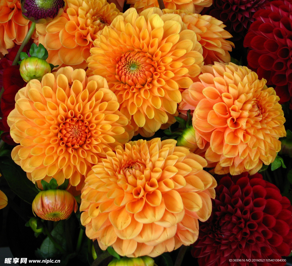 菊花