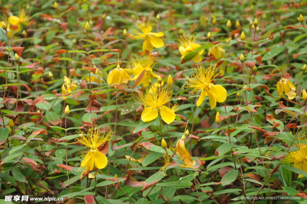 小小蝴蝶花