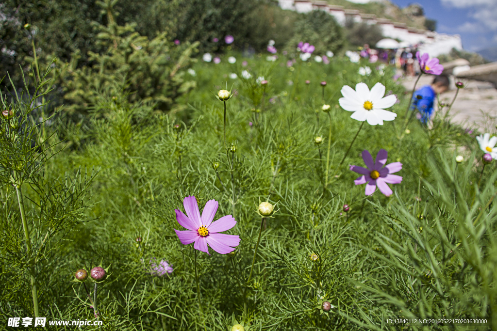 格桑花