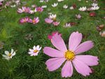 格桑花