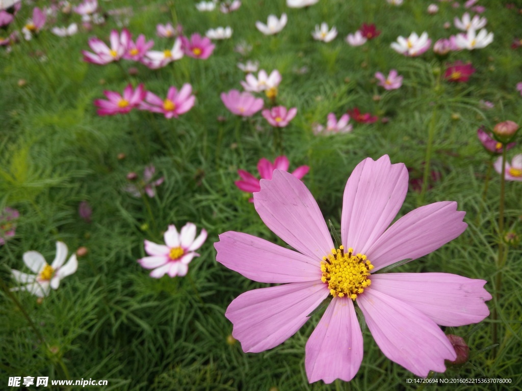 格桑花