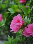 杜鹃花