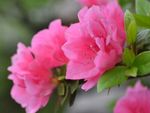 杜鹃花