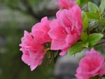 杜鹃花
