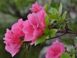 杜鹃花