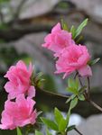 杜鹃花