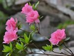 杜鹃花