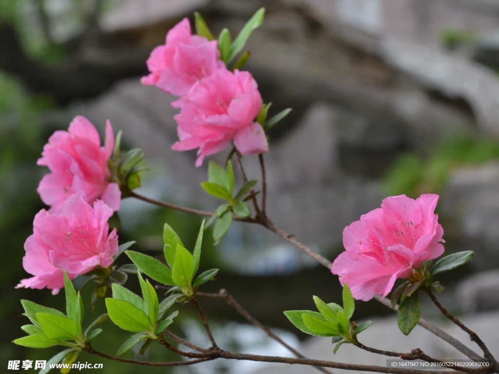 杜鹃花